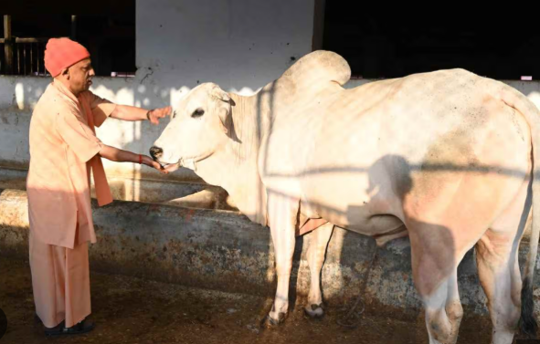 ‘भोला’ संग सीएम योगी की गपशप, नंदी महाराज को किया दुलार, देखिए वीडियो